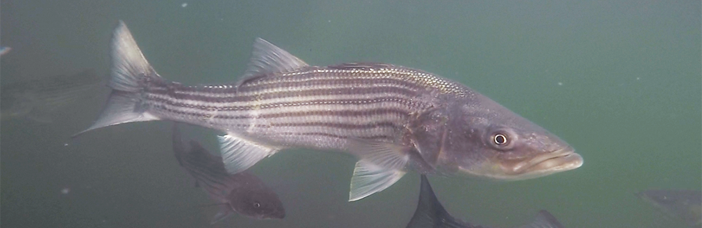 Striped bass in Eel Pond, Woods Hole. Credit: Steve Zottoli