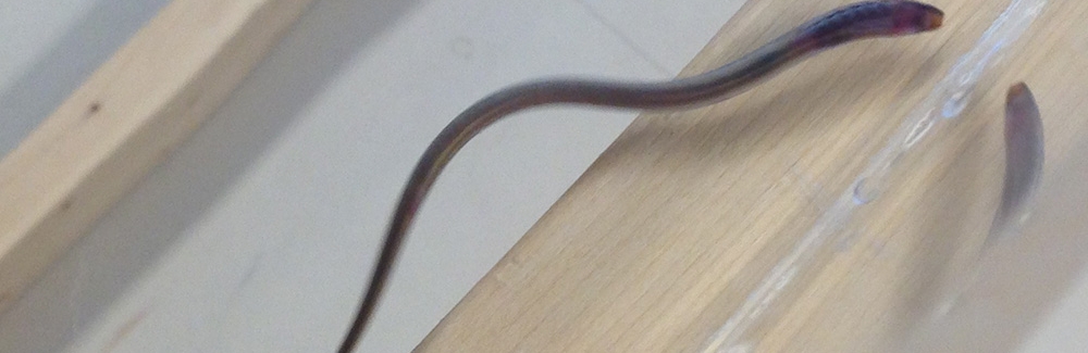 Juvenile sea lamprey