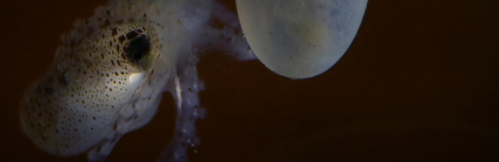 An octopus emerges from an egg in the MBL's Cephalopod Mariculture facility in this screenshot from "Octopus: Making Contact."