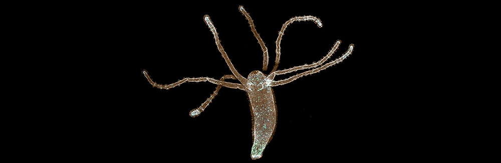 Hydra's muscle fibers are in sepia and its nerve net is in blue/green. Credit: John Szymanski