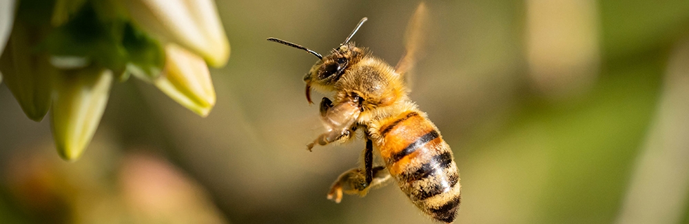 Closeup shot of a bee flying to pollinate white flowers