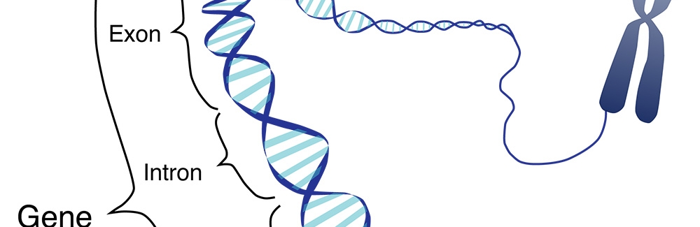 cartoon of gene