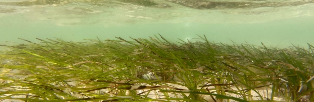 Photo: Zostera marina meadow in Duck Harbor, Wellfleet on the Outer Cape (Credit: Cape Cod National Seashore, National Park Service)