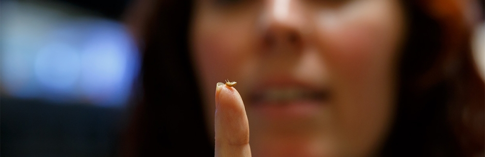 Woman holds up finger with small crustacean on fingertip