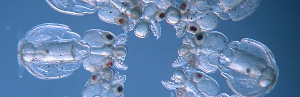 Ring of mosaic squid hatchlings (Doryteuthis pealeii). These embryos were injected with CRISPR-Cas9 at different times before the first cell division, resulting in mosaic embryos with different degrees of knockout. Credit: Karen Crawford