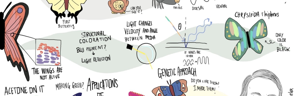 cartoon of Nipam Patel science talk titled The Physics of Beautiful: Structural Color in Butterflies