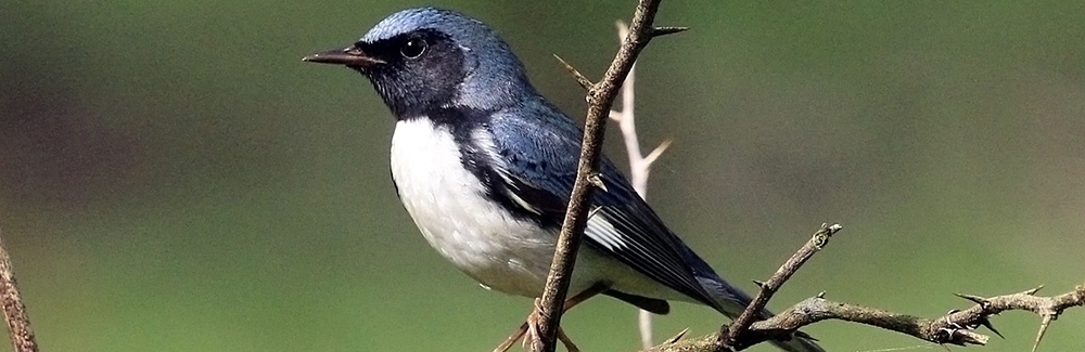 Black-throated blue warbler