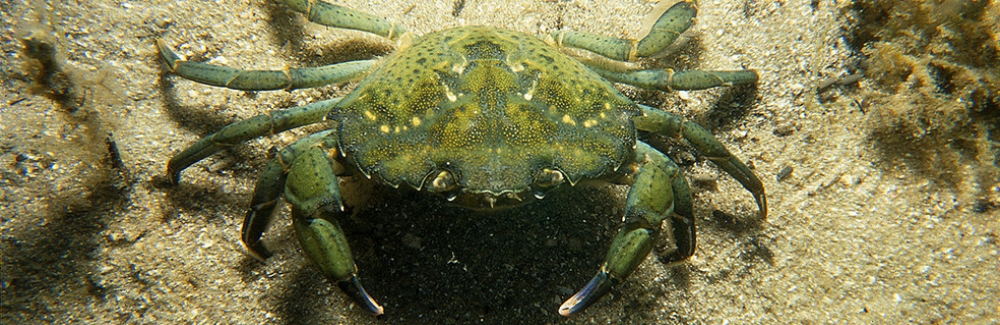 European Green Crab