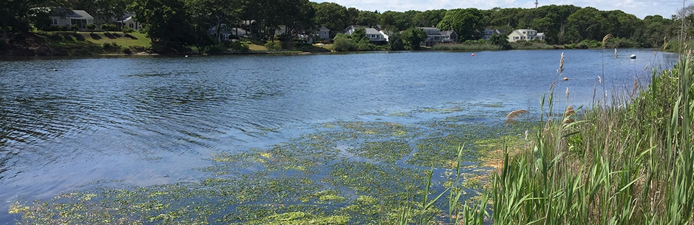 Eutrophication seen on the eastern shore of Little Pond, East Falmouth, Massachusetts.