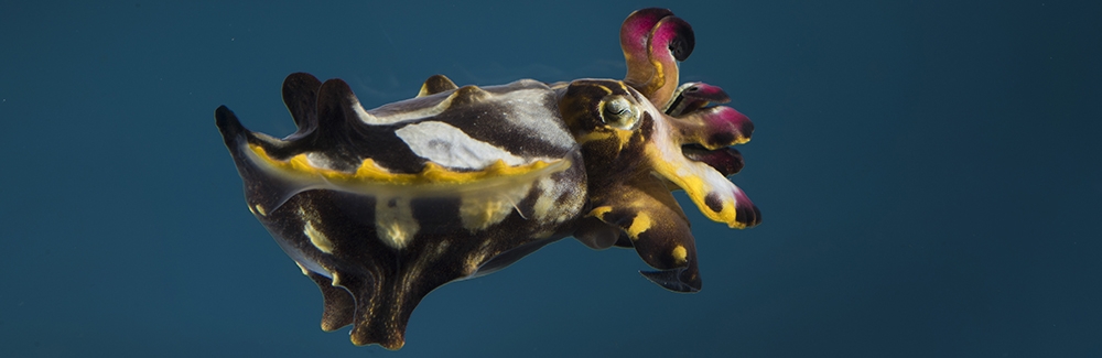 Flamboyant cuttlefish (Metasepia pfefferi). Credit Tom Kleindinst