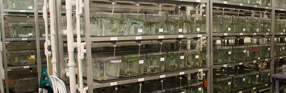 Frog tanks in the National Xenopus Resource at the MBL.