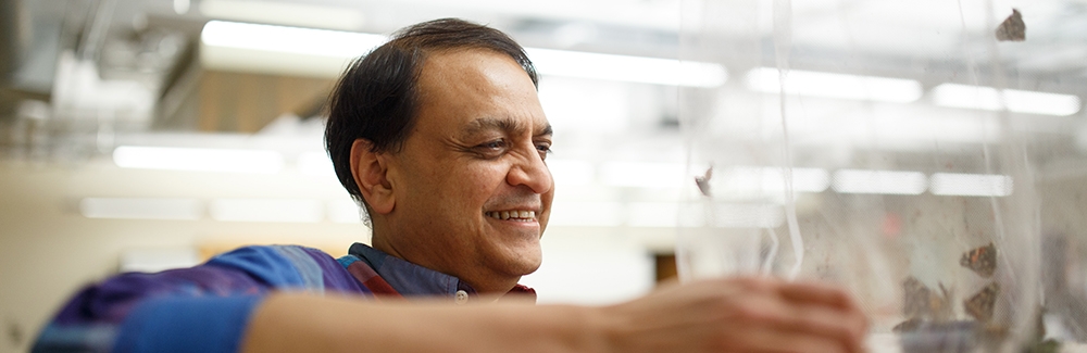 Nipam Patel with painted lady butterflies at Marine Biological Laboratory. Credit Dee Sullivan