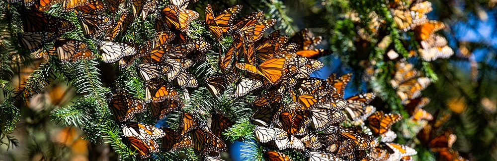 Colony of Monarch butterflies