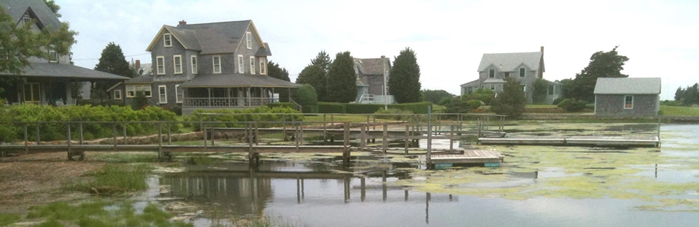 Algae in West Falmouth in 2014. Credit: Buzzards Bay Coalition