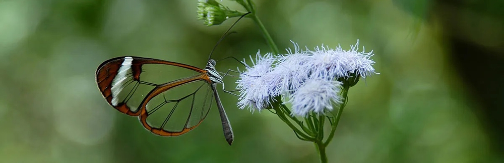 Glasswing butterfly at a flower. Credit: Nipam Patel