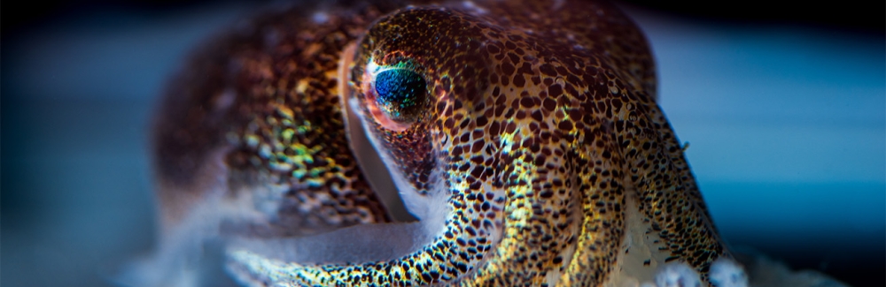 A hummingbird bobtail squid, Euprymna berryi. Credit: Tim Briggs