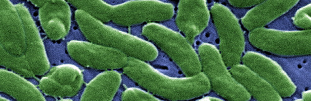 Vibrio bacteria