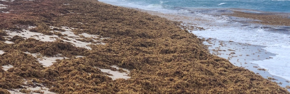 Seaweed on beach in FLorida