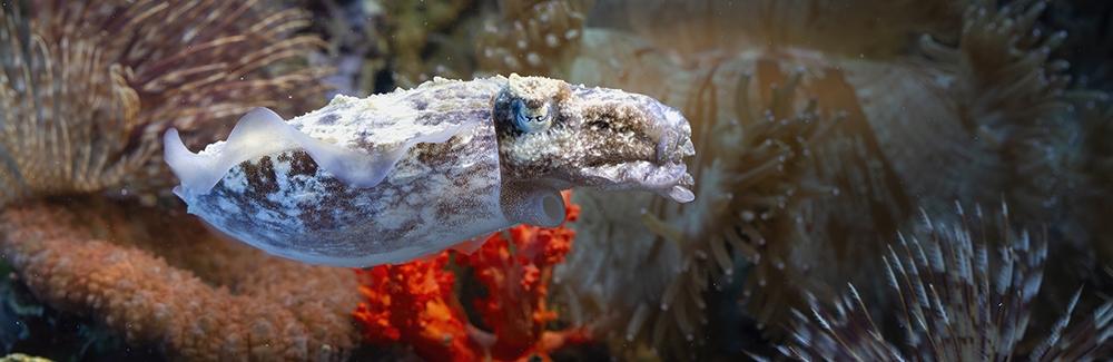 Common Cuttlefish