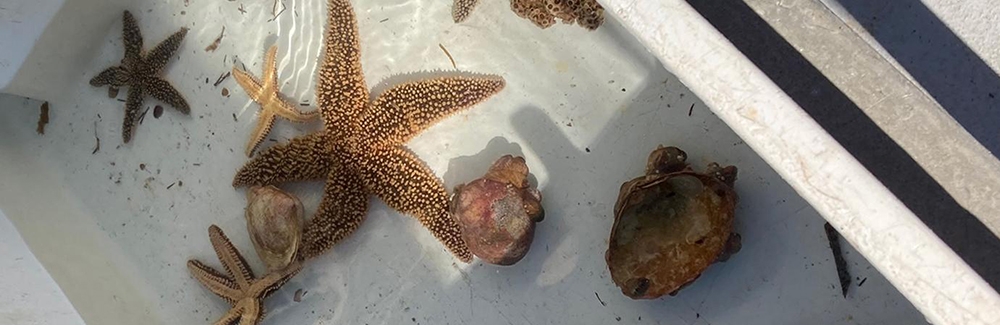 Marine organisms collected while on the Gemma.
