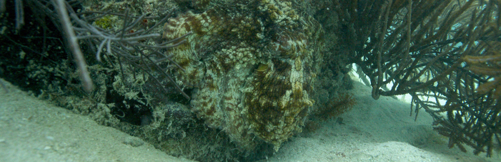 camouflaged octopus on ocean floor