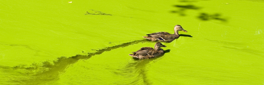 Algae bloom on pond with ducks