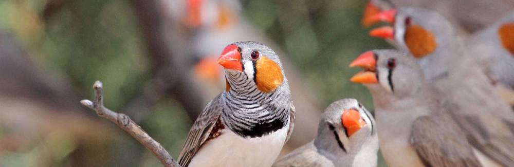 Zebra finch flock. These birds are important model organisms in our understanding of hearing. Credit: Ray Turnbull, iNaturalist