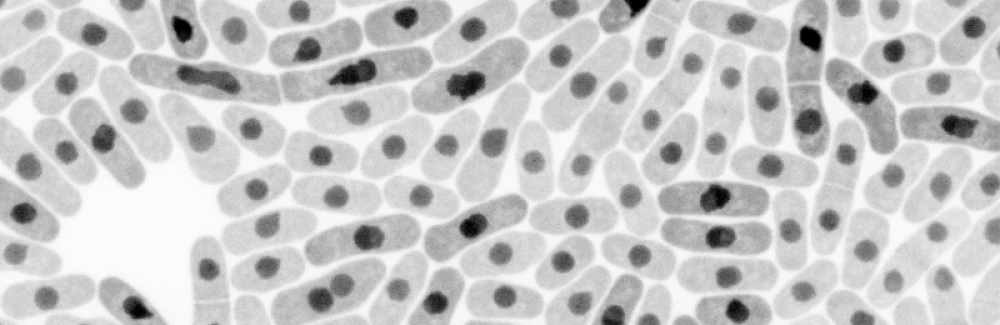 Yeast cells undergoing fission. Yuan Ren, and his supervisor Julien Berro, are using a new technique to measure the forces involved in cell division. Credit: Yuan Ren