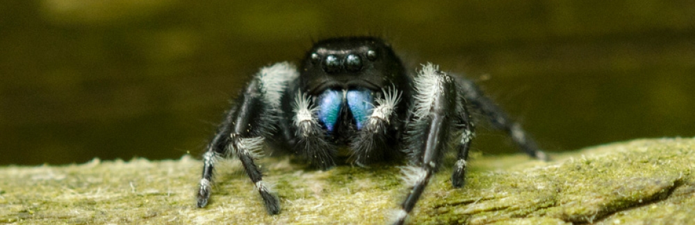 spider