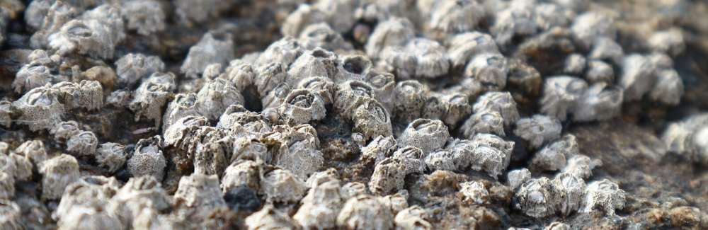 Chthamalus Barnacles on rocks