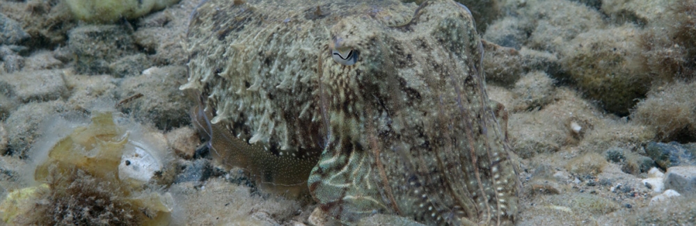 A camouflaged cuttlefish (Sepia officinalis). Credit: Roger Hanlon