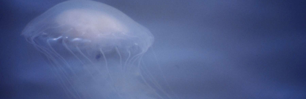 atlantic sea nettle