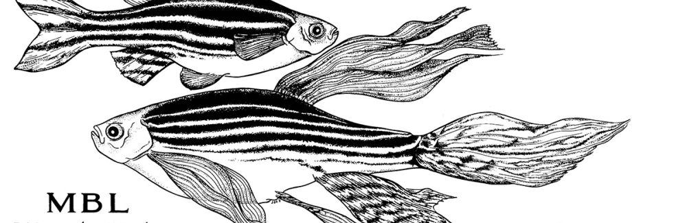 crop MBL_Zebrafish black & white.jpg