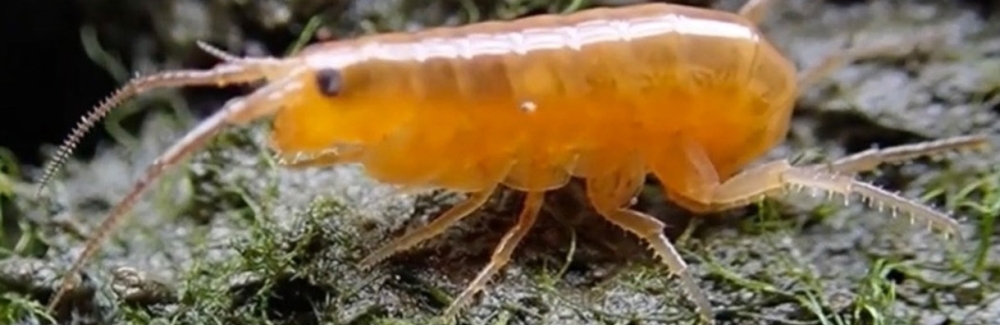 Orange amphipods caught the eye (and interest) of Brown University graduate students conducting field research. Photo by David Johnson.