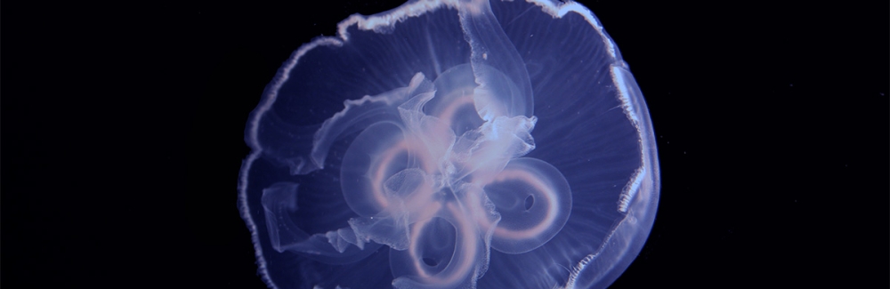 moon jellyfish