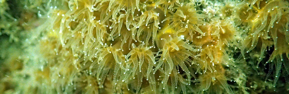 A field of Northern Star Coral in Vineyard Sound, Massachusetts