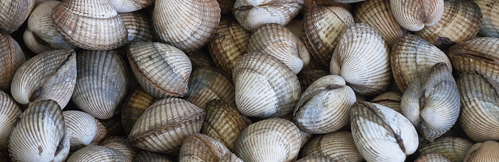 Cockles (Cerastoderma edule) collected in Galicia, Spain. 