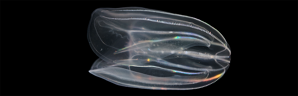 comb jelly