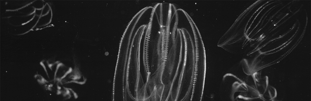 Comb jellies