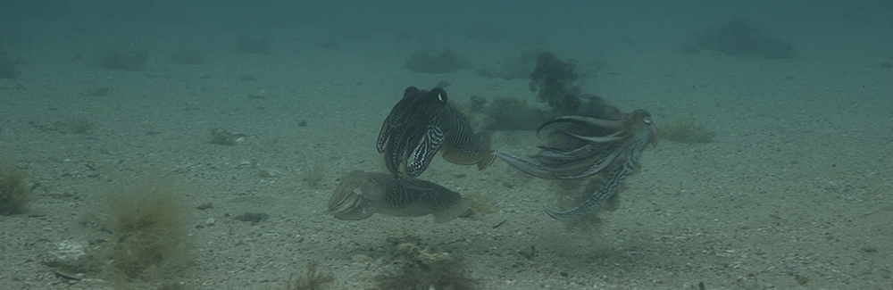 Two male cuttlefish, spurting ink, fight over a female (bottom left).