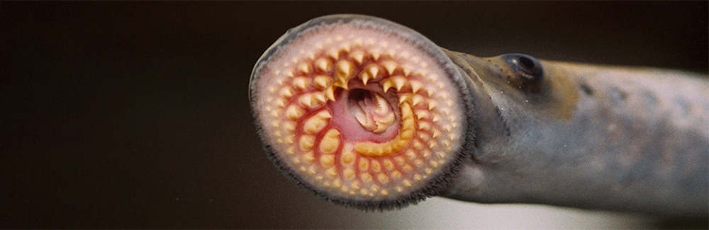 Sea Lamprey