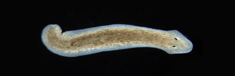 Planaria