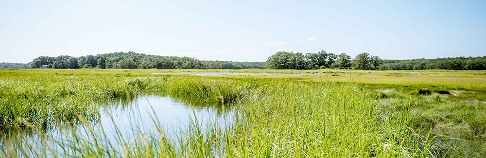 Salt marsh at Plum Island.