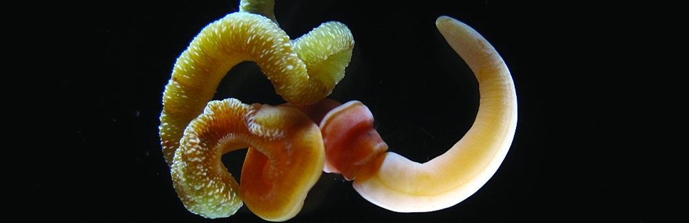 Adult Acorn Worm (Saccoglossus kowalevskii)