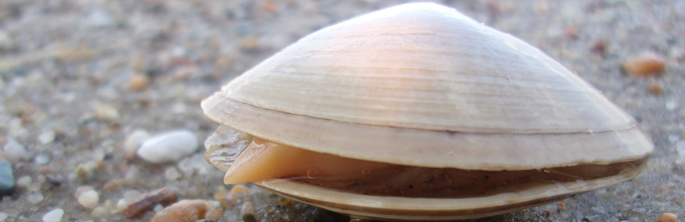 Atlantic Surf Clam