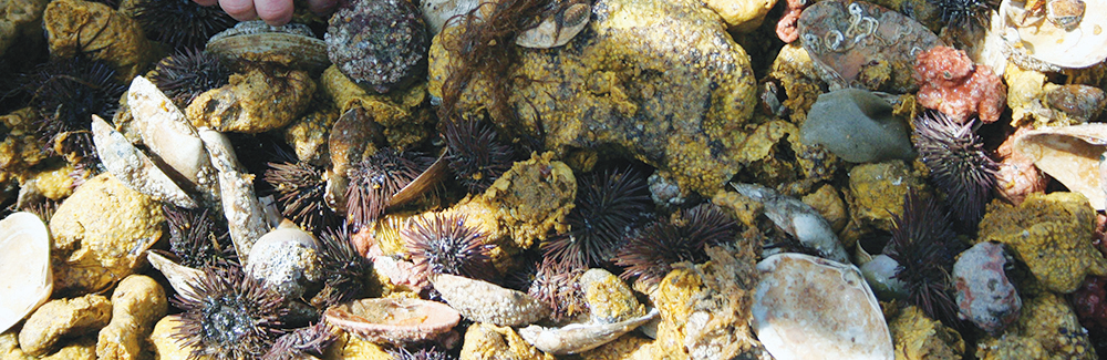 Sea urchins and other animals caught in colleting net.