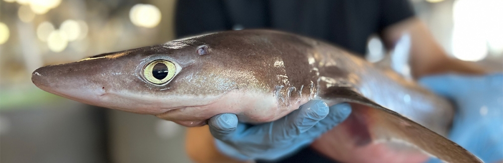 spiny dogfish