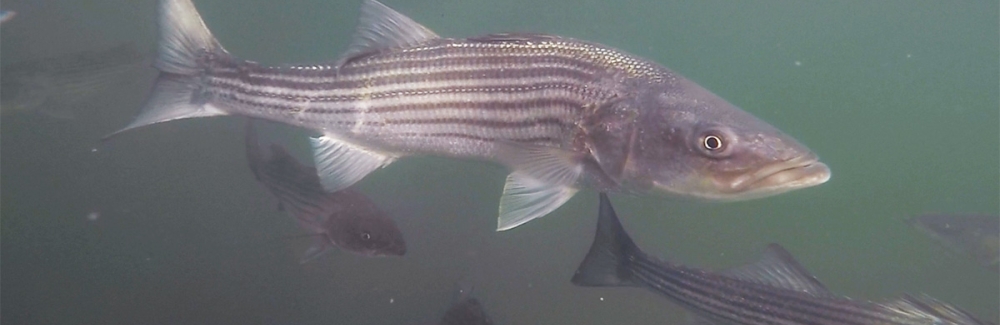 Striped bass in Eel Pond Credit Steve Zottoli.jpg