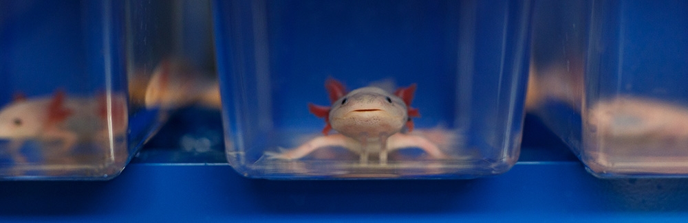 Axolotl in tanks at the MBL