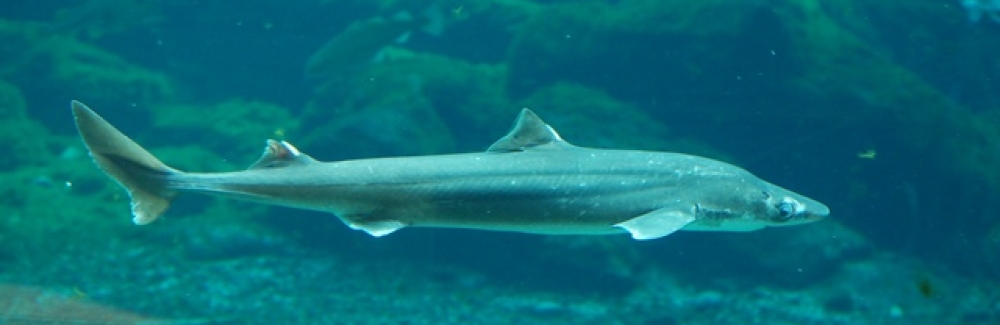 cape shark